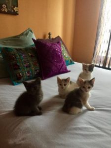 Kittens circa 8 weeks old.