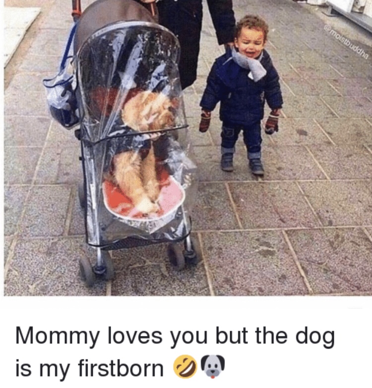 The Dog Children